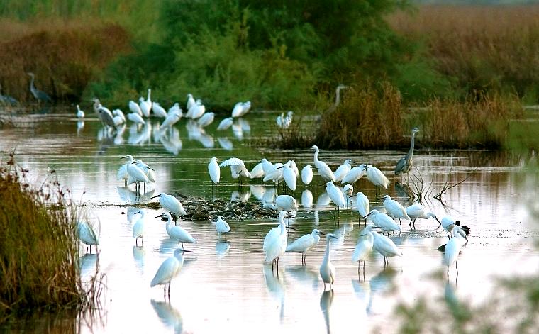 Sani Wetlands is a beautiful natural area home to diverse wildlife, ideal for birdwatching and nature walks