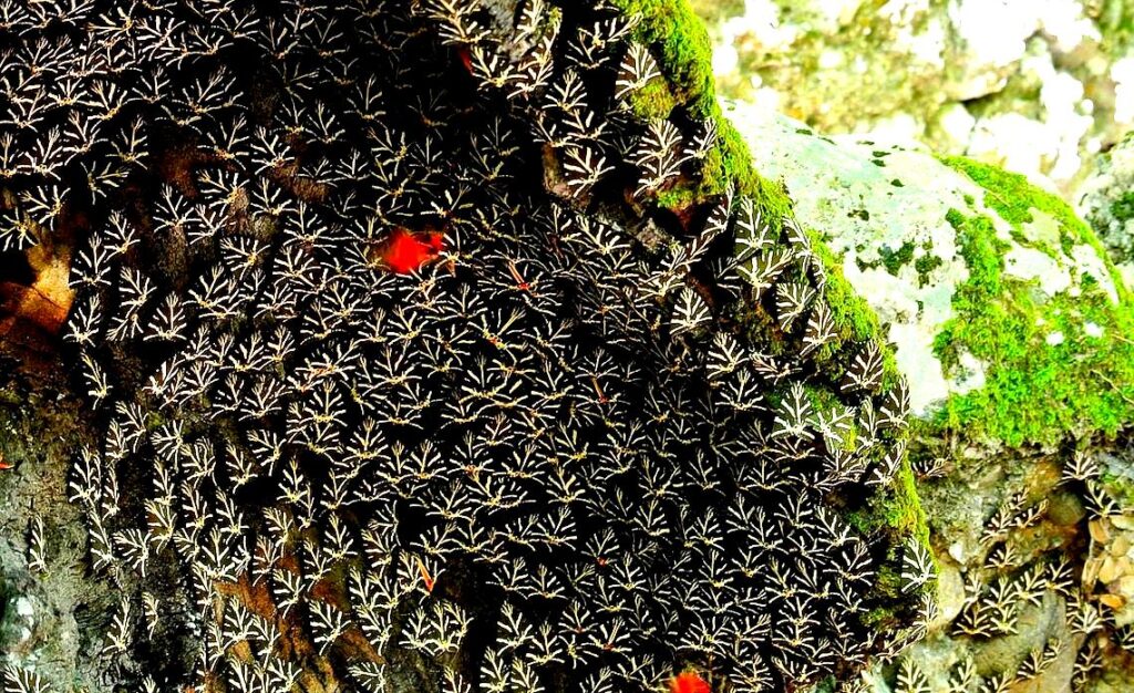 The Valley of the Butterflies in Rhodes is a beautiful site filled with lush vegetation and swarming with colorful butterflies during summer