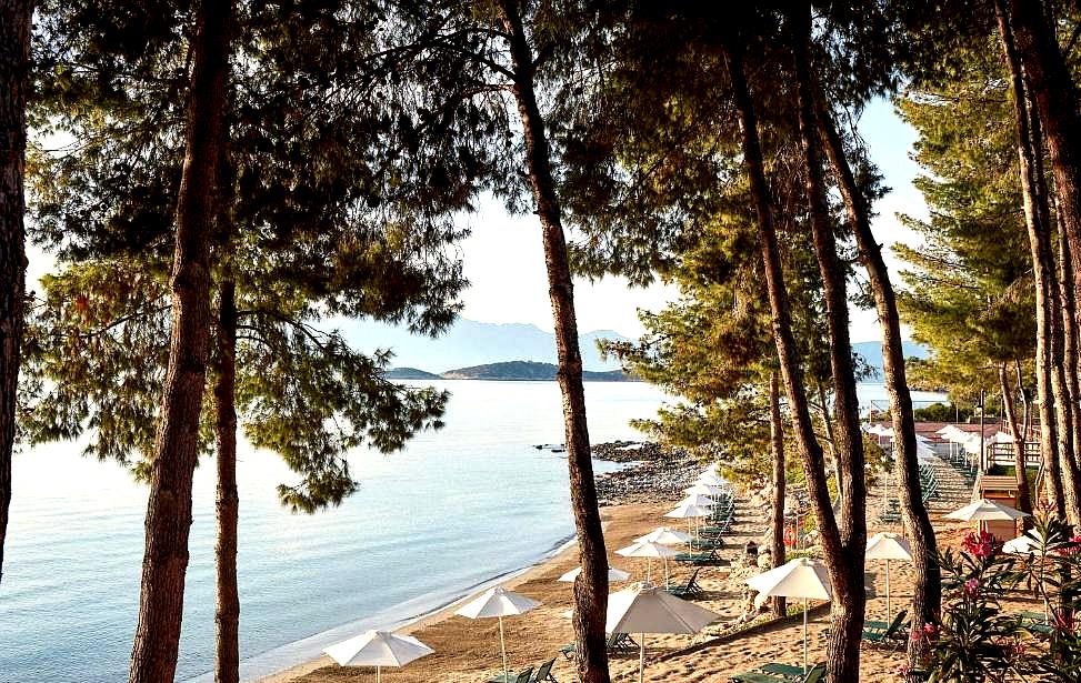 beachfront with pine trees and sunbeds