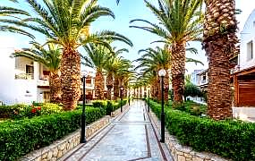 palm lined walkway in garden area