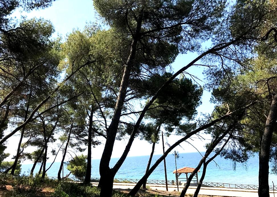 serene hotel beach access pathway with pine trees and sea views